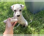 Small Photo #6 Dalmatian Puppy For Sale in MERRITT IS, FL, USA