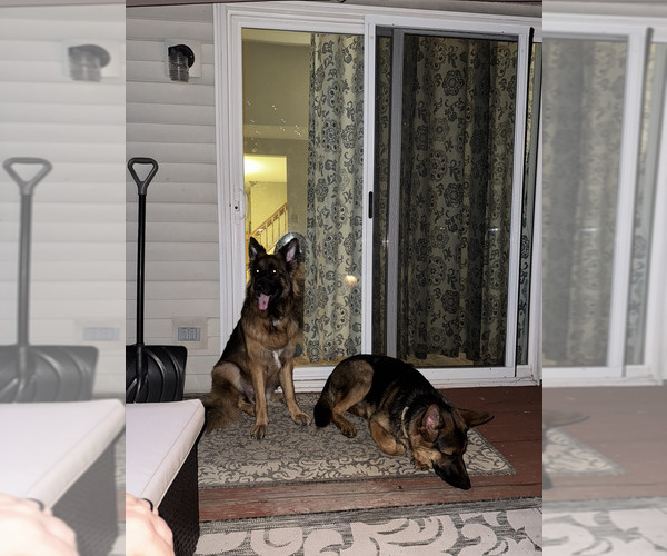 Medium Photo #54 German Shepherd Dog Puppy For Sale in LA FAYETTE, NY, USA