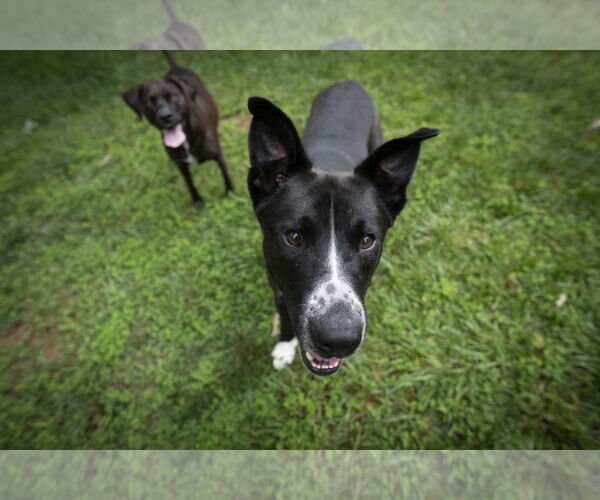 Medium Photo #9 Mutt Puppy For Sale in Arlington, VA, USA