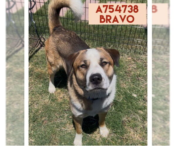 Medium Photo #1 Saint Bernard-Unknown Mix Puppy For Sale in San Antonio, TX, USA