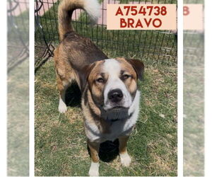 Saint Bernard-Unknown Mix Dogs for adoption in San Antonio, TX, USA