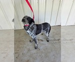 Small Mutt
