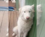 Small #3 Samoyed-Siberian Husky Mix