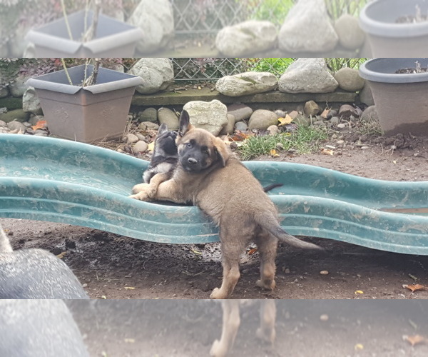 Medium Photo #12 Malinois Puppy For Sale in ORCHARDS, WA, USA