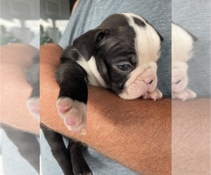 Boston Terrier Puppy for sale in CHARLOTTESVILLE, VA, USA
