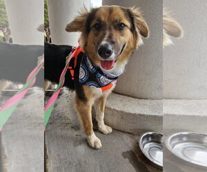 Sadie - Female Mutt Dog for Adoption - Photo #11
