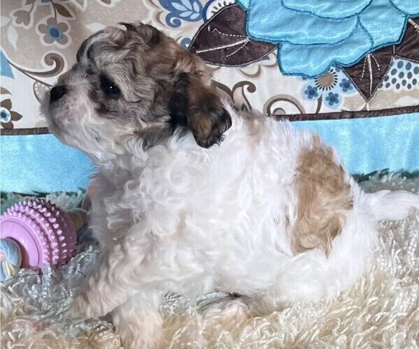 Medium Photo #2 ShihPoo Puppy For Sale in BOCA RATON, FL, USA