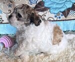 Small Photo #2 ShihPoo Puppy For Sale in BOCA RATON, FL, USA