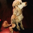 Small Photo #1 Poodle (Miniature) Puppy For Sale in GLENDALE, AZ, USA
