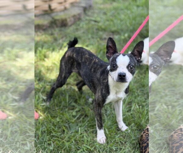 Medium Photo #4 Boston Terrier Puppy For Sale in Yardley, PA, USA