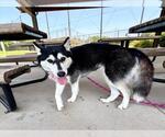 Small #1 Siberian Husky