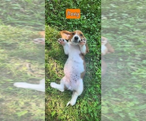 Basset Hound Litter for sale in BYHALIA, MS, USA