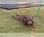 Small Photo #30 American Pit Bull Terrier-Unknown Mix Puppy For Sale in Rowlett, TX, USA