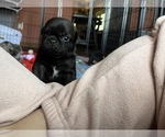 Puppy Rolo the Runt Pug