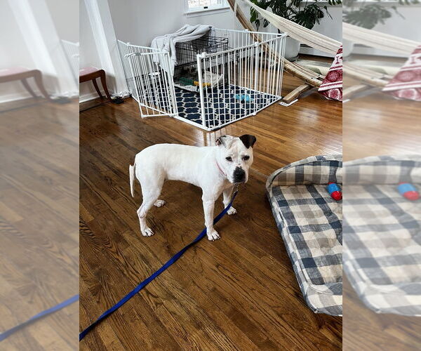 Medium Photo #2 Dogo Argentino-Labrador Retriever Mix Puppy For Sale in Brewster, NY, USA