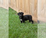 Small #1 Labrador Retriever Mix