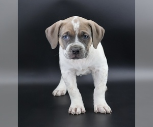 American Bully Puppy for Sale in CHAMPAIGN, Illinois USA