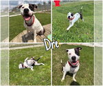 Small #3 American Bulldog Mix