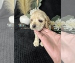 Puppy Puppy 5 Cocker Spaniel