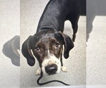 Small #3 Mutt