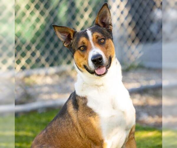 Medium Photo #1 German Shepherd Dog-Unknown Mix Puppy For Sale in Camarillo, CA, USA