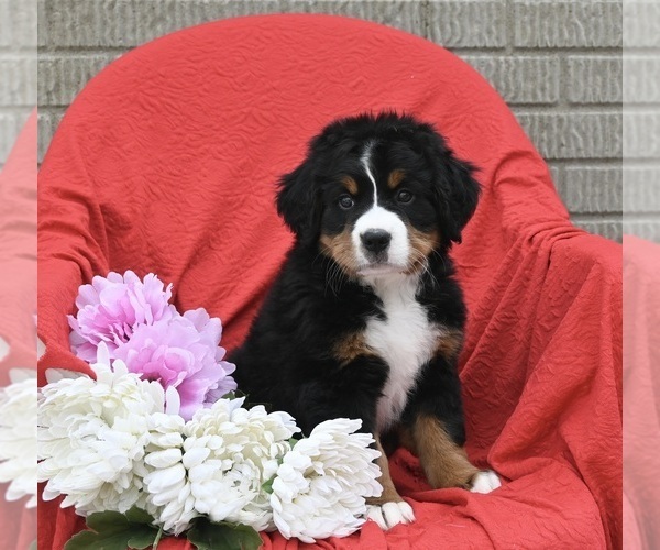 Medium Photo #1 Bernese Mountain Dog Puppy For Sale in SUGARCREEK, OH, USA