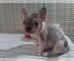 Small Photo #3 French Bulldog Puppy For Sale in GULLIVER, MI, USA