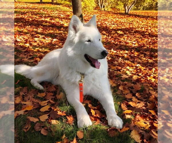 Medium Photo #11 Alusky Puppy For Sale in Bellingham, WA, USA