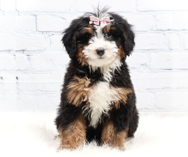 Medium Photo #1 Bernedoodle (Miniature) Puppy For Sale in LIVINGSTON, WI, USA