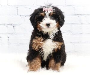 Bernedoodle (Miniature) Puppy for sale in LIVINGSTON, WI, USA