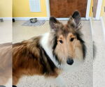 Small #4 Collie