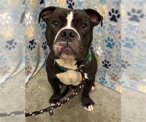 Bulldog-Unknown Mix Dogs for adoption in Rosenberg, TX, USA