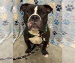 Small Bulldog Mix