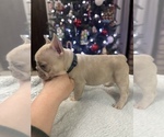 Small Photo #3 French Bulldog Puppy For Sale in WEATHERFORD, TX, USA