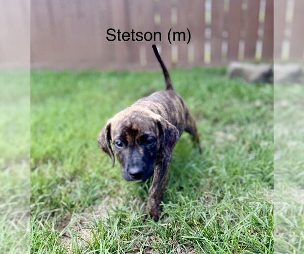Medium Photo #3 Mutt Puppy For Sale in Wenonah, NJ, USA