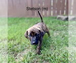 Small #2 Mutt