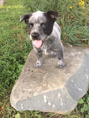 Australian Cattle Dog Puppy for sale in QUINCY, OH, USA