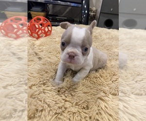 Boston Terrier Puppy for sale in FREDONIA, KS, USA