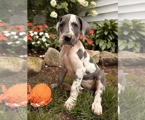 Medium Photo #1 Great Dane Puppy For Sale in MIDDLEBURY, IN, USA