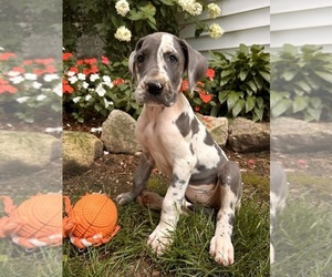 Great Dane Puppy for sale in MIDDLEBURY, IN, USA