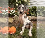 Small Photo #1 Great Dane Puppy For Sale in MIDDLEBURY, IN, USA