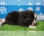 Small Photo #9 Miniature Australian Shepherd Puppy For Sale in TRENTON, FL, USA