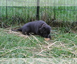 Small Photo #10 Labrador Retriever Puppy For Sale in EDINBURG, VA, USA