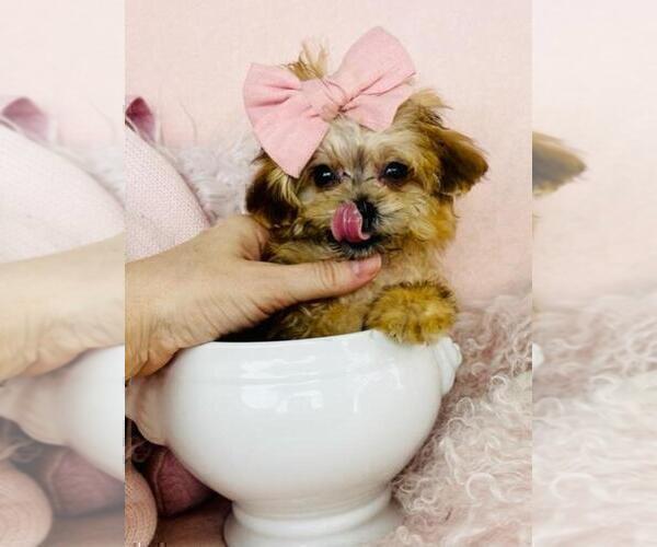 Medium Photo #8 Morkie Puppy For Sale in MIAMI, FL, USA