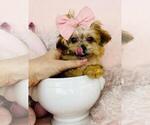 Small #7 Morkie