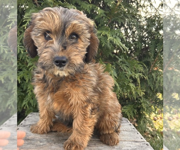 Medium Photo #3 Mini Whoodle (Wheaten Terrier/Miniature Poodle) Puppy For Sale in MIDDLEBURY, IN, USA
