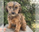 Small #2 Mini Whoodle (Wheaten Terrier/Miniature Poodle)