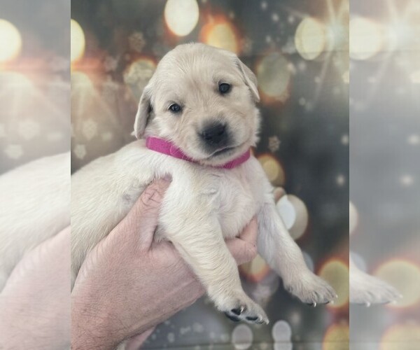 Medium Photo #1 Golden Retriever Puppy For Sale in WIMAUMA, FL, USA