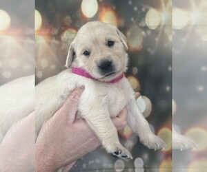 Golden Retriever Puppy for Sale in WIMAUMA, Florida USA