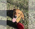 Small Photo #3 Mutt Puppy For Sale in Osgood, IN, USA